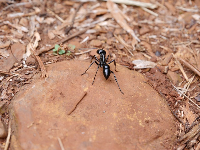 What is the Biggest UK Ant?