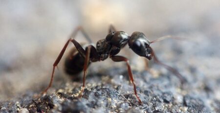 What is the blue gel in ant farms