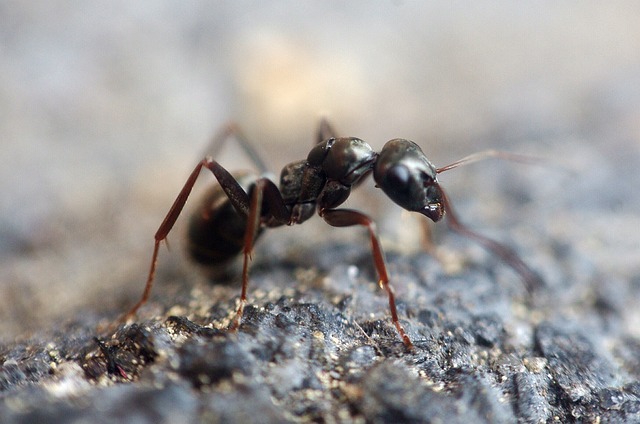 What is the blue gel in ant farms