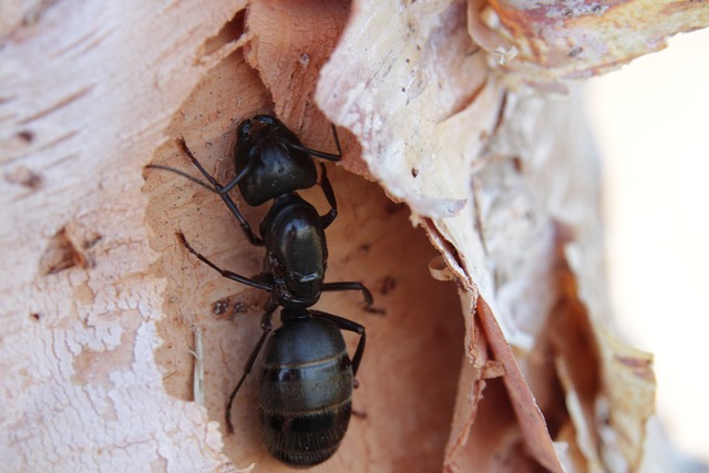 Can you reuse an ant farm?