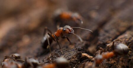 Do ant farms need air holes?