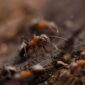 Do ant farms need air holes?