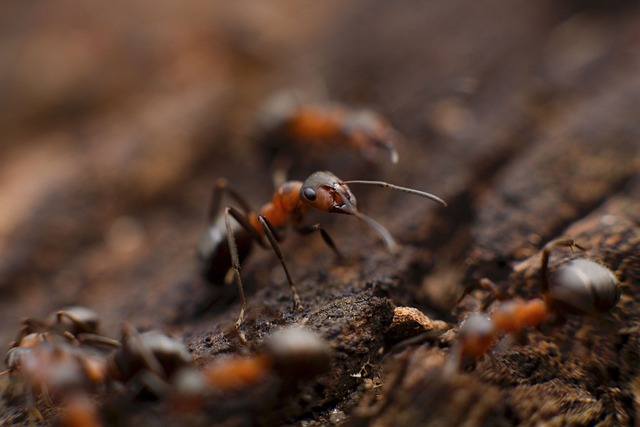 Do ant farms need air holes?