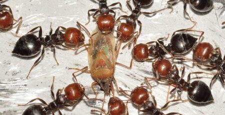 Do ants carry dead ants back to the colony?