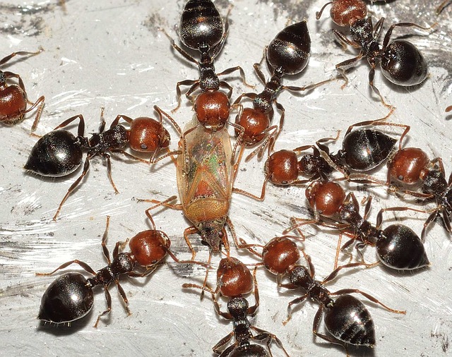 Do ants carry dead ants back to the colony?